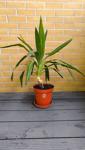 Yucca Indoor Plant