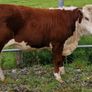 Pedigree Hereford Heifers for Sale Image 2
