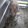 Vendeen ram Image 6