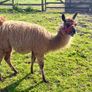 Llamas Image 7