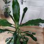 Tall Dracaena fragrans houseplant plant in the green plastic pot Image 6