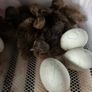 Ducklings Image 5