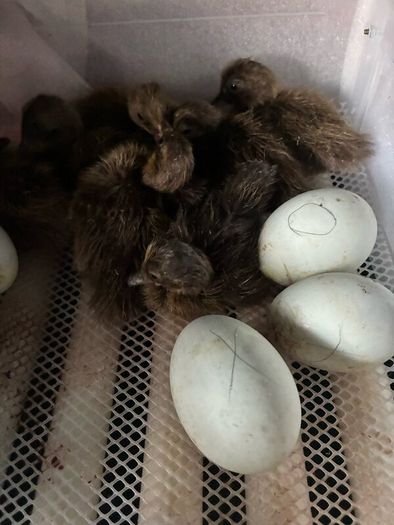 Ducklings