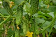 (C) Cucumber Brawo H seeds 1g (125609)