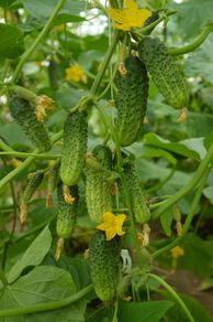 (C) Cucumber Brawo H seeds 1g (125609)
