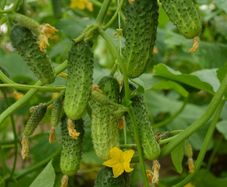 (C) Cucumber Brawo H seeds 1g (125609)