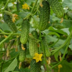 (C) Cucumber Brawo H seeds 1g (125609)