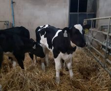 Top quality hol and fr hiefer calves
