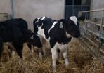 Top quality hol and fr hiefer calves