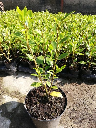 Griselinia Hedging - Potted