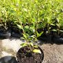 Griselinia Coastal Hedging Image 5