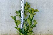 Cherry laurel 2-2.5ft