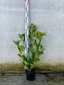 Cherry laurel 2-2.5ft
