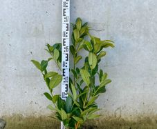 Cherry laurel 2-2.5ft