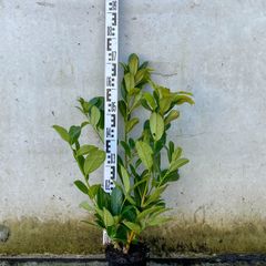 Cherry laurel 2-2.5ft