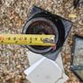 Antique cast iron lamps (5 available,  sold in one lot) Image 3