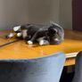 cat Image 3