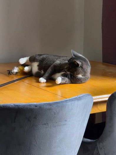 cat