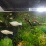 fish Image 2