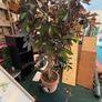 decorative trees Image 6