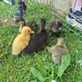 ducklings Image 2