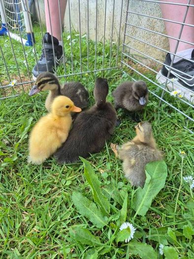 ducklings
