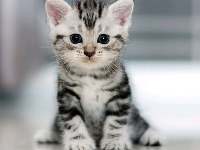 3 kittens - 2 female , 1 male