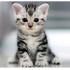 3 kittens - 2 female , 1 male