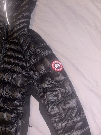 canada goose
