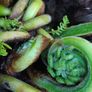 4ft+ Dicksonia Antartica tree fern thick trunk Image 6