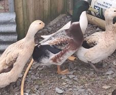 Trio welsh harlequin ducks