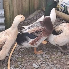 Trio welsh harlequin ducks