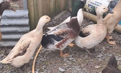 Trio welsh harlequin ducks