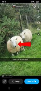 3 Age Rams (2x Cheviot + 1 Mountain Blackface