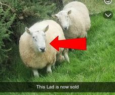 3 Age Rams (2x Cheviot + 1 Mountain Blackface