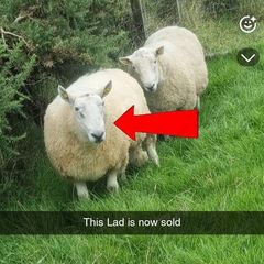 3 Age Rams (2x Cheviot + 1 Mountain Blackface