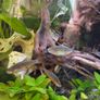 Crayfish / fish Image 2