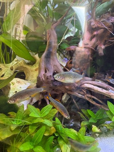 Crayfish / fish