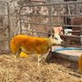 Enniskillen Texel sale the 11th September Image 5