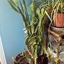 cactus Image 2