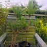 Japanese maples and Native irish Trees & Shrubs Image 3