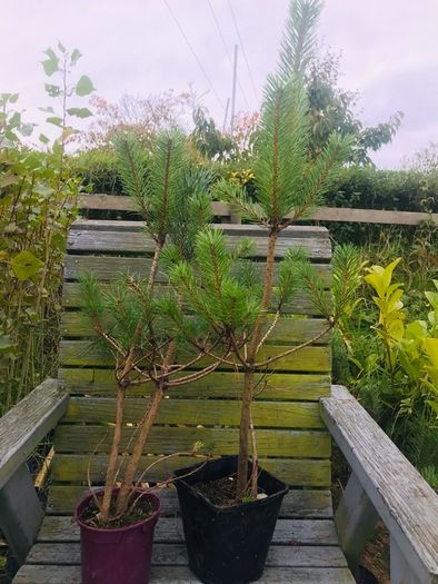 Japanese maples and Native irish Trees & Shrubs