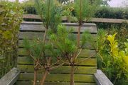 Scots Pine