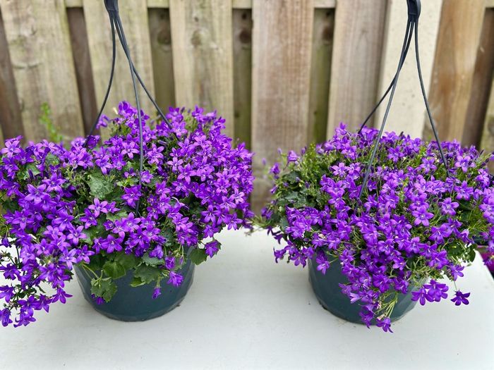 Campanula Catharina (Wall Bellflower) in 23cm hanging pot