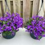 Campanula Catharina (Wall Bellflower) in 23cm hanging pot Image 2