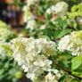 Hydrangea Limelight Image 3