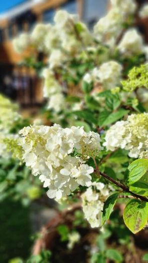 Hydrangea Limelight