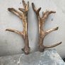 Deer Antlers Image 5