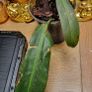 Not perfect plants Philodebdron bundle Image 4