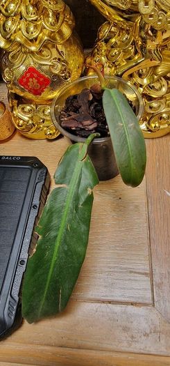 Not perfect plants Philodebdron bundle